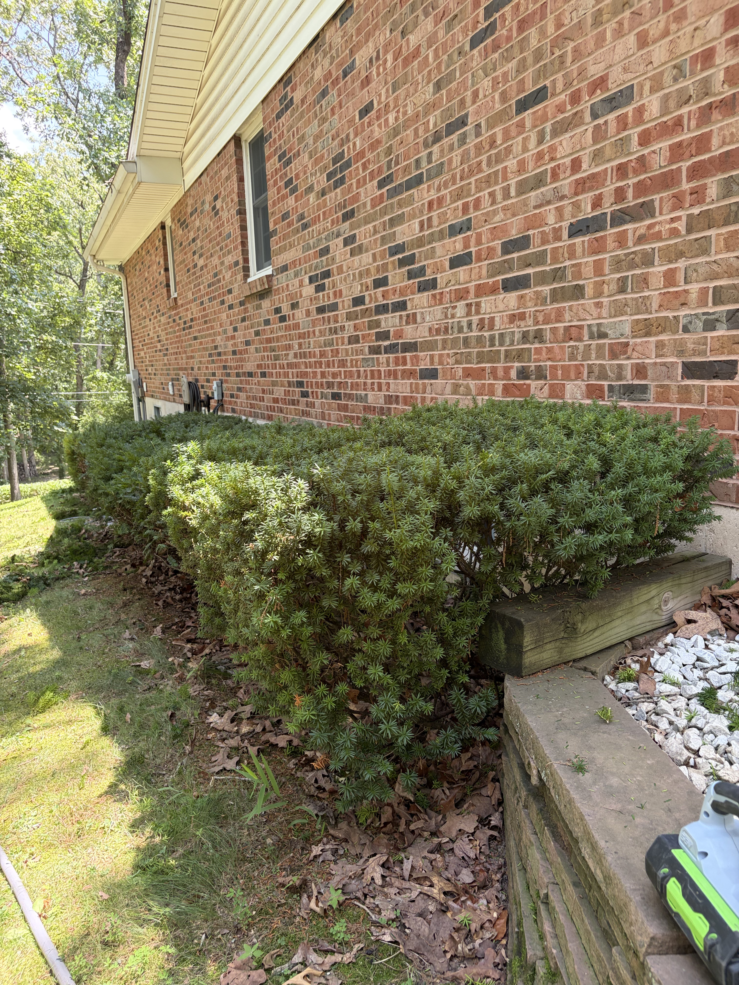 Freshly trimmed shrubs and hedges at a property in Wentzville